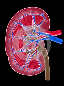 Human kidney