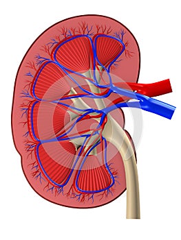 Human kidney