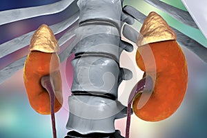 Human kidney with adrenal gland