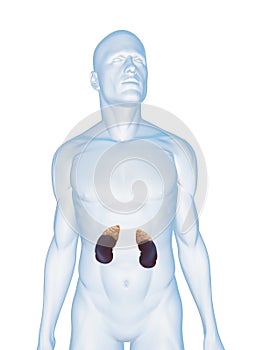 Human kidney and adrenal glands