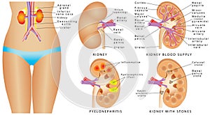 Human kidney anatomy.