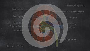 Human Kidney Anatomy Hand Drawn On Chalkboard