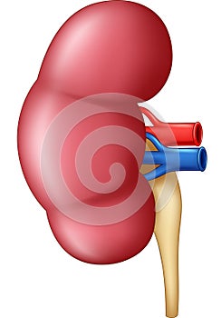 Human kidney anatomy isolated on white background photo