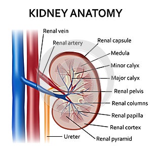 Human kidney anatomy. photo