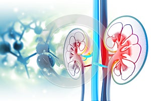 Human kidney cross section