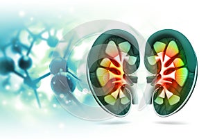 Human kidney cross section