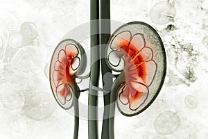 Human kidney cross section