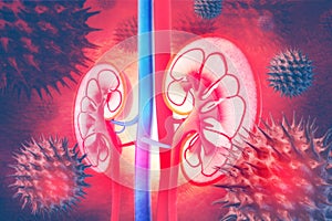 Human kidney cross section