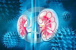 Human kidney cross section