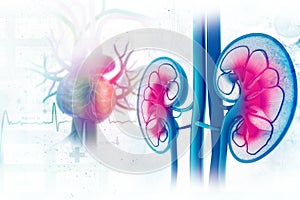 Human kidney cross section