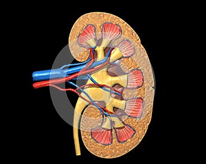 Human kidney cross section.