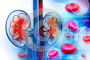 Human kidney cross section