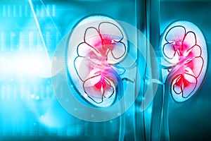 Human kidney cross section