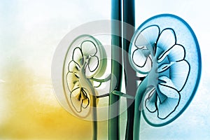 Human kidney cross section