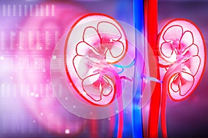 Human kidney cross section