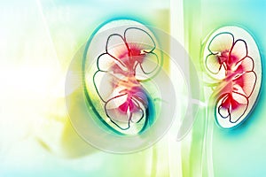 Human kidney cross section