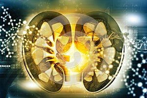 Human kidney cross section photo