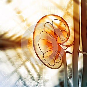 Human kidney cross section