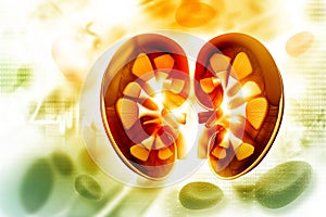 Human kidney cross section