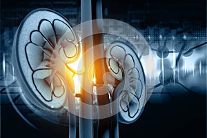 Human kidney cross section
