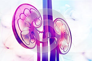 Human kidney cross section