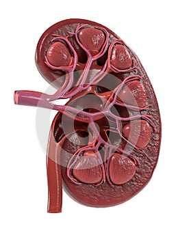 Human kidney