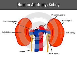 Hombre rinón detallado. médico 