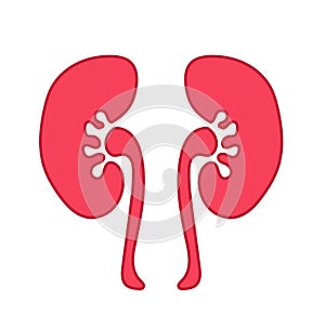 Human kidney flat style illustration