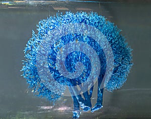 Human kidney in formalin solution closeup.