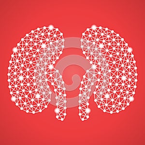 Human Kidney Isolated On A Red Background. Vector Illustration.