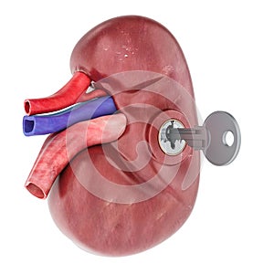 Human kidney with key. Research and diagnosis concept. 3D rendering