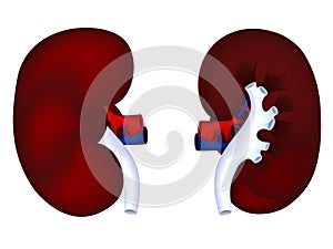 Human kidney model