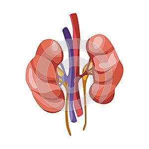 Human kidney organ vector front view illustration isolated on white background. Healthcare medicine concept. Anatomy, of