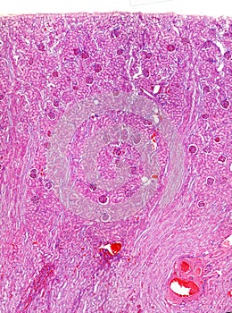 Human kidney. Renal cortex photo