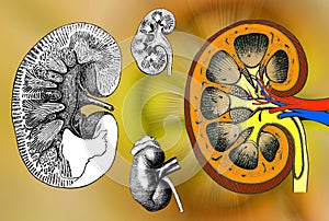 Human Kidney structure