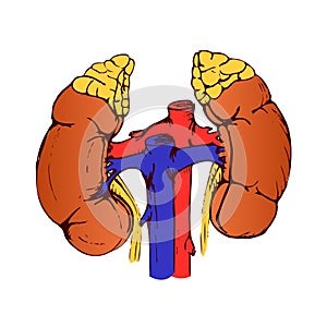 Human kidney, study of anatomy