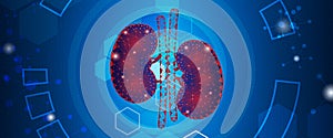 Human kidney ,Technology with flat style.EPS10