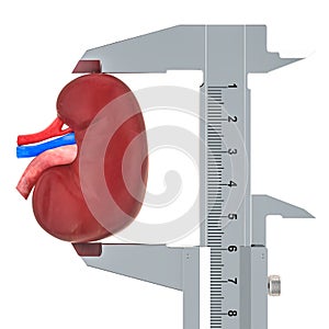 Human kidney with vernier caliper. Research and diagnosis of kidney concept, 3D rendering