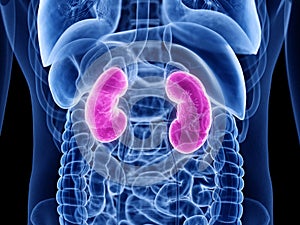 The human kidneys