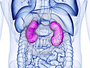 The human kidneys