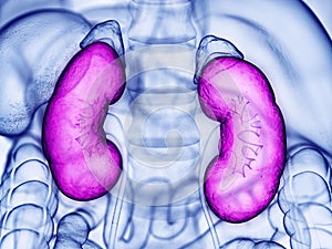 The human kidneys