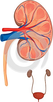 Human kidneys