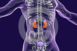 Human kidneys with adrenal glands