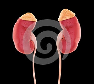 Human Kidneys Anatomy