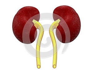 Human kidneys anatomy