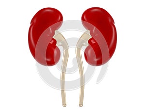 Human kidneys anatomy