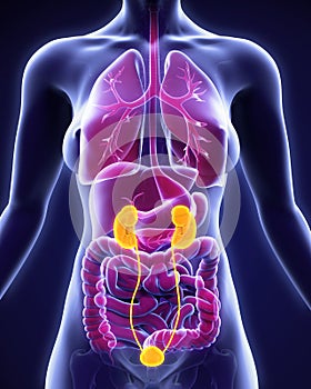 Human Kidneys Anatomy