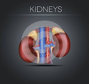 Human kidneys on a black gradient background