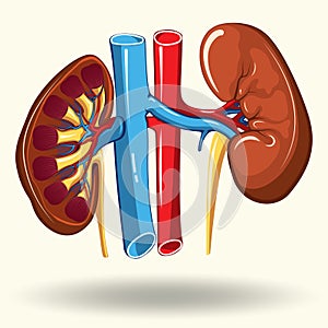 Human kidneys cartoon