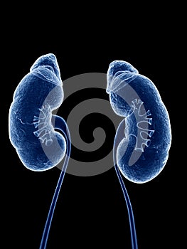 The human kidneys